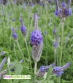 Madeirská (Kanárská) levandule (Lavandula pinnata) 