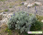 Madeirská (Kanárská) levandule (Lavandula pinnata)