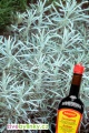 Maggi bylinka, smil italský (Helichrysum italicum)