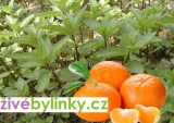 Mandarinková máta (Mentha piperita var. citrata ´Mandarinen´)