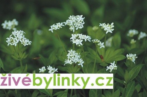 Mařinka vonná - (Galium odoratum)