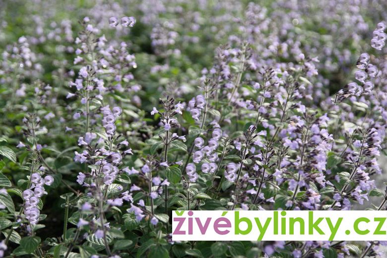 Marulka lékařská (Calamintha nepeta)