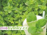 Máta Mochitová (Mentha species ´Mojito´)