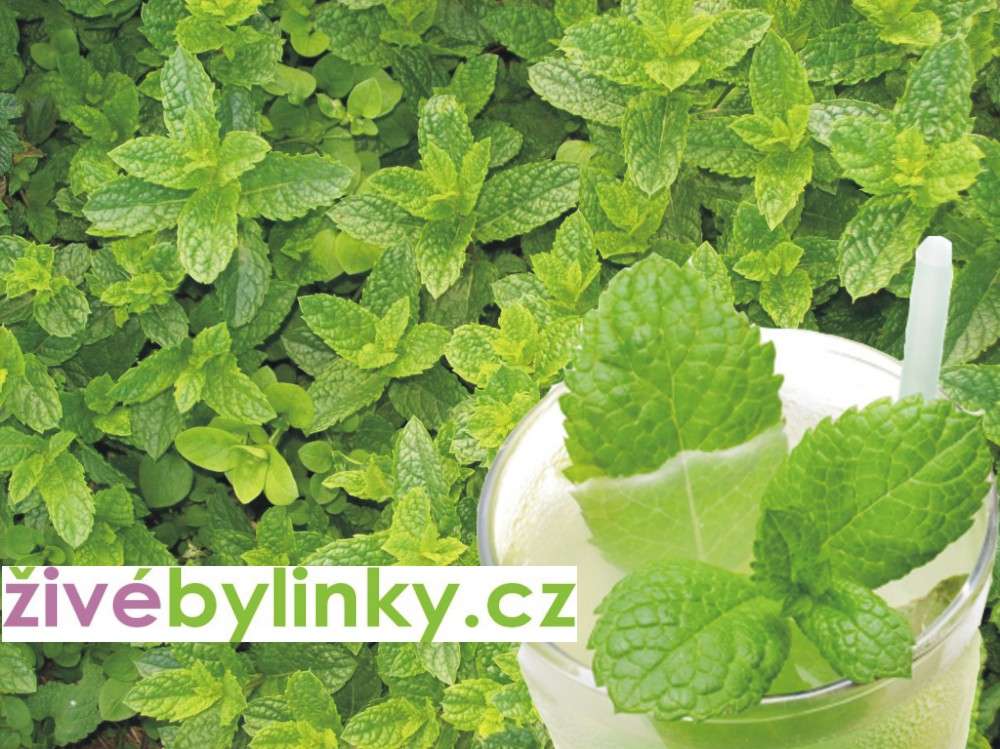 Máta Mochitová (Mentha species ´Mojito´)