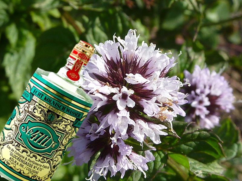 Máta s vůní kolínské vody (Mentha piperita var.´Eau de Cologne´)