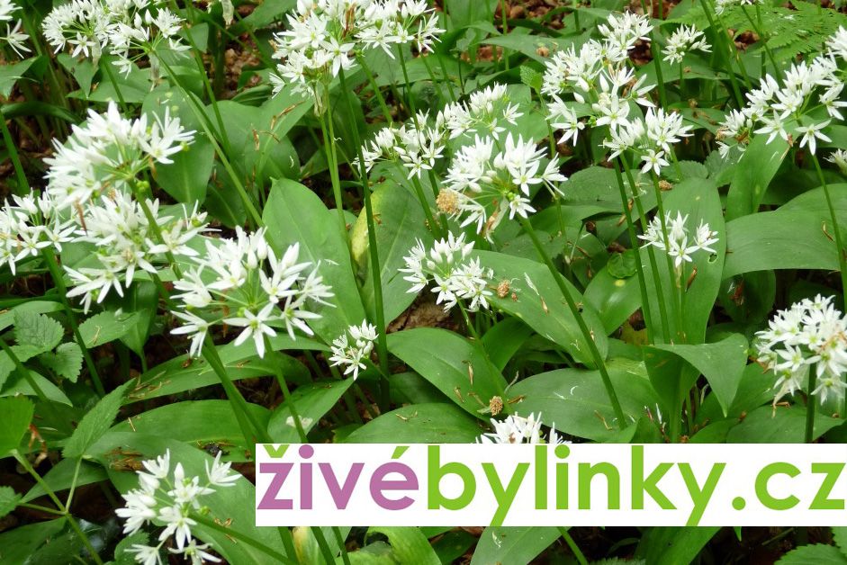 Medvědí česnek (Allium ursinum)
