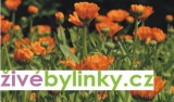 Měsíček lékařský (Calendula officinalis) 