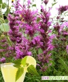 Mexická limonádová bylinka (Agastache mexicana)