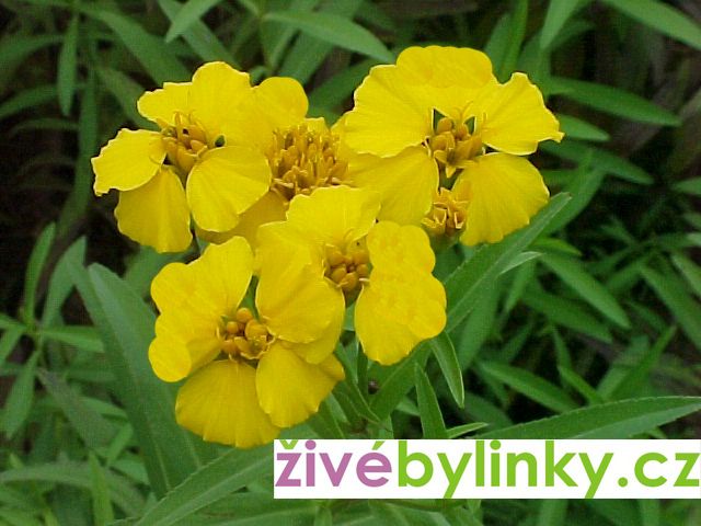 Yahutli - Mexický bylinkový afrikán (Tagetes lucida ´Seasons taragon´