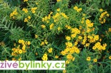 Yahutli - Mexický bylinkový afrikán (Tagetes lucida ´Seasons taragon´ - NOVINKA JARO 2021