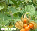 Mochyně peruánská (Physalis peruviana´Gold Vital´)