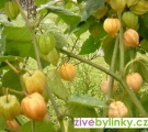 Mochyně peruánská (Physalis peruviana´Gold Vital´)