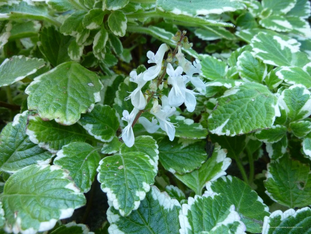 Moud madagaskarský (Plectranthus madagaskariensis)