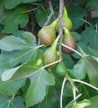Mrazuodolný fíkovník Peretta (Ficus carica ´Peretta´)
