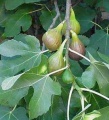 Mrazuodolný fíkovník Francuesco (Ficus carica ´Francuesco´)