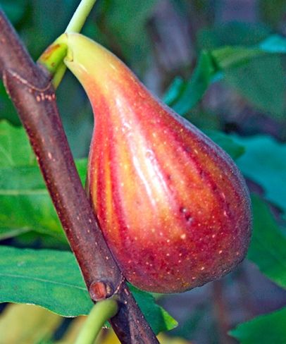 Mrazuodolný fíkovník Francuesco (Ficus carica ´Francuesco´)