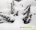 Mrazuvzdorný rozmarýn lékařský (Rosmarinus officinalis ´Blue Winter´)