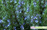 Mrazuvzdorný rozmarýn lékařský (Rosmarinus officinalis ´Blue Winter´)