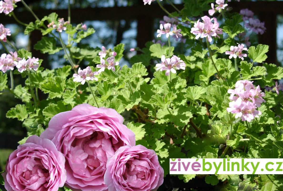 Muškát s vůní růží (Pelargonium odoratissimum ´Odorata Rose´)