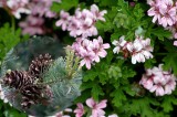 Muškát s vůní borovice (Pelargonium odoratissimum ´Odorata Pino´)