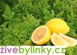 Muškát s vůní citronu (Pelargonium odoratissimum)