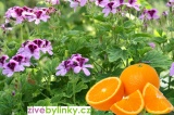Muškát s vůní pomerančů (Pelargonium odoratissimum ´Odorata Orange´)
