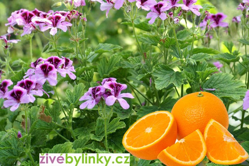 Muškát s vůní pomerančů (Pelargonium odoratissimum ´Odorata Orange´)