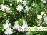 Myrta obecná (Myrthus communis)