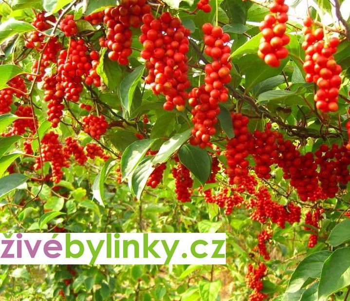 Schizandra čínská - Klanopraška (Schizandra chinensis)