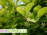 Schizandra čínská - Klanopraška (Schizandra chinensis)