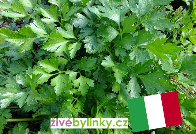 Neapolská hladkolistá petržel (Petroselinum crispum ´Gigante di Neapoli´).