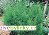 Olivová nať (Santolina viridis)