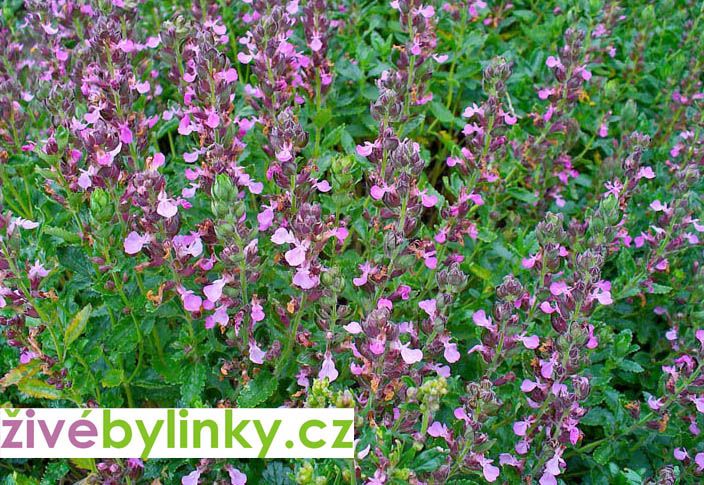 Ožanka kalamandra (Teucrium chamaedrys)