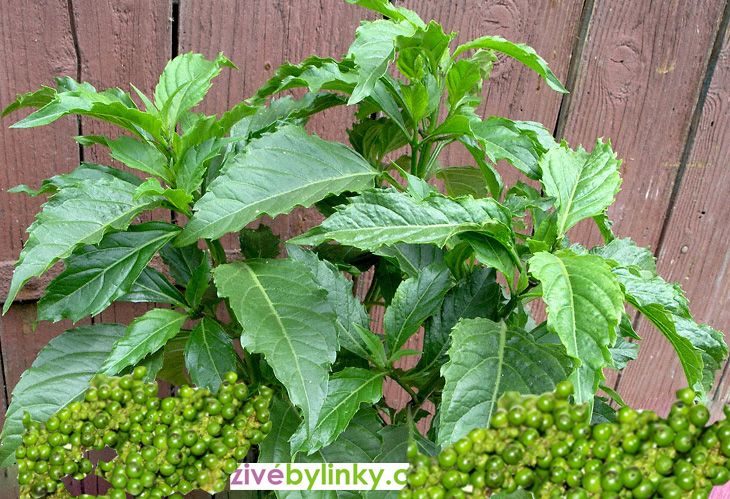 Pikantní bazalka s vůní zeleného pepře (Ocimum selloi ´Green Pepper´)