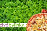 Pizza oregáno ´Hot & Spicy´  (Origanum vulgare ´Hot & Spicy´)