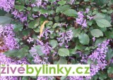 Moud kapský (Plectranthus saccatus) - Rostlina z Jižní Afriky