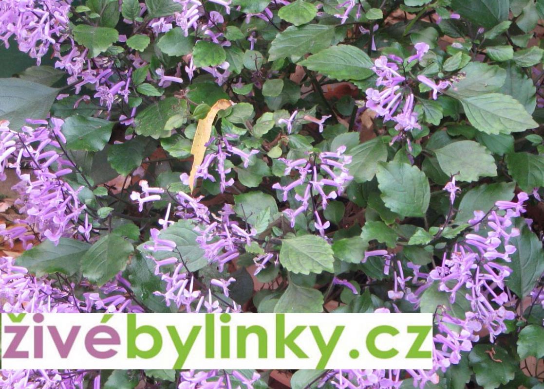 Moud kapský (Plectranthus saccatus) - Rostlina z Jižní Afriky