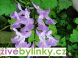 Moud kapský (Plectranthus saccatus) - Rostlina z Jižní Afriky