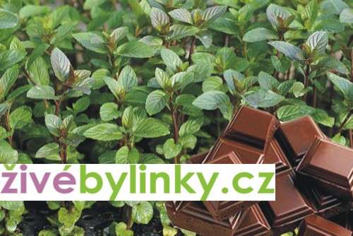 Čokoládová máta (Mentha x piperita ´Chocolade´)