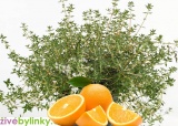 Pomerančový tymián (Thymus citriodorus ´Fragrantissimus Orange´)