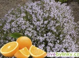 Pomerančový tymián  (Thymus citriodorus ´Fragrantissimus Orange´) 