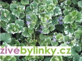 Popenec panašovaný (Glechoma hederacea ´Variegata´)