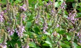 Posvátná Bazalka TULSI (Ocimum sanctum)