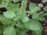 Posvátná Bazalka TULSI (Ocimum sanctum)