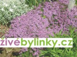 Pravá mateřídouška (Thymus serpyllum)
