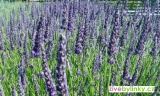 Original Provance levandule (Lavandula x intermedia ´Grosso´)