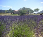 Original Provance levandule (Lavandula x intermedia ´Grosso´)