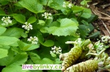 Pravé japonské wasabi (Wasabia japonica)