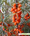 Rakytník řešetlákový KRASAVICE  (Hippophae rhamnoides ´Krasavice´)