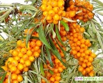 Rakytník řešetlákový SLUNÍČKO (Hippophae rhamnoides ´Sluníčko´)